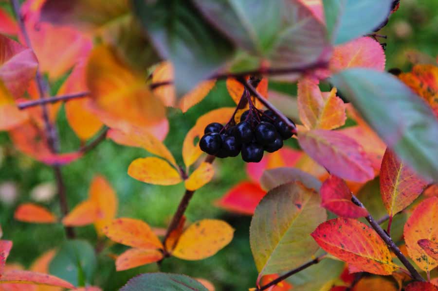 mongolian vaahtera oksa